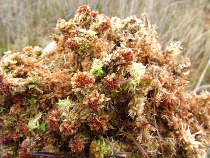 Musgo sphagnum y sus usos