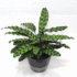 La verdad sobre cómo cuidar tu Calathea: Consejos para que sobreviva y prospere